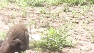 Animals eatings