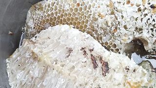 Bee Honey ???????? video