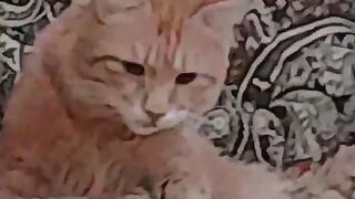 Cat kitty