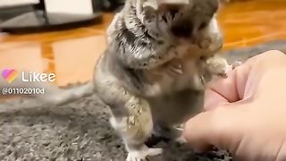 Animals love ????