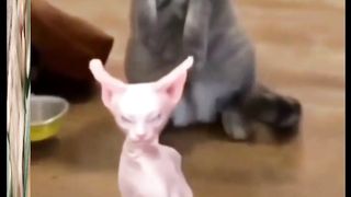 Cats Antics For Laughs