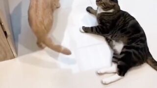 Spy Funny Cat