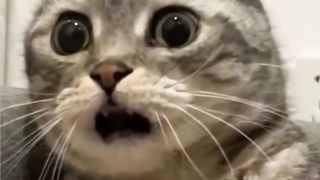 The funniest animals 2023 ???? Funny videos about cats, dogs and other animals