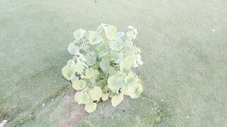 A beautiful tiny green plant in the garden