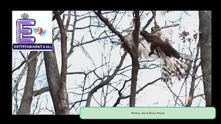 The Most Incredible Eagles Hunts-Wildlife Hunts   #wildlife #wildanimals #Eagles #eaglehawk #eaglehunt