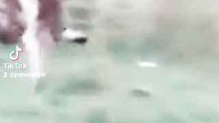 Awiss vlogbeautiful tiger videos