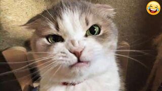 Funny animals - Funny cats/ dogs - Funny animal videos 2023 - Part 14 /Haypyy Pett