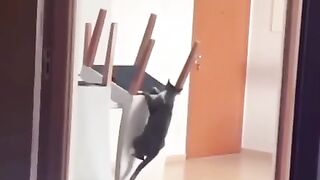 Cat funny moment