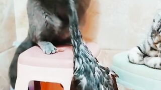 Cat and duck fighting