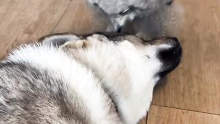 Dog And Owl are Best friends