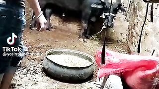 Tik tok vedio