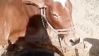 Beautiful Cow