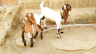 Beutifull Male & Female Goats kids