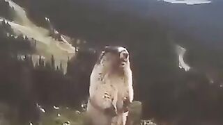 viral funny clips