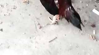 Animal..