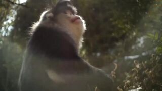 Baby Snub-Nosed Monkey  4K UHD  China Nature's Ancient Kingdom  nisarbijle