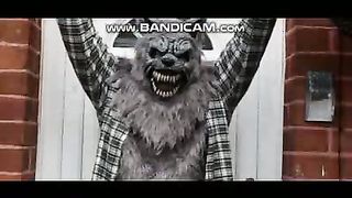 Pets or Animals Videos 24-2-2023-22