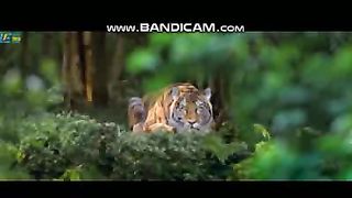 Pets or Animals Videos 24-2-2023-23