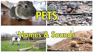 Pets Animal names