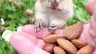 Amazing video