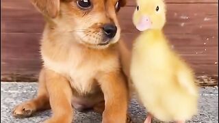 Interesting video