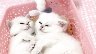 Cute video