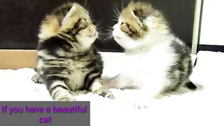 Getting a cat and its care