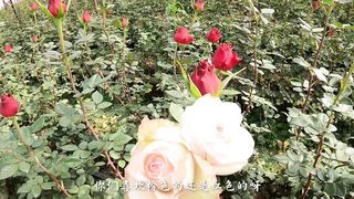 Apenjie's Vlog - Taking you on a tour of the most romantic flower market in Yunnan!