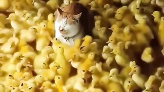 Cat chill'n with some Chicks