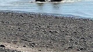 Black bear playing in water