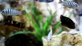 CUTE FISH