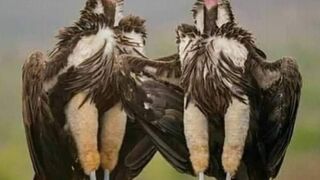 The Vulture is a carrion eating Gid murdar khany wala birds