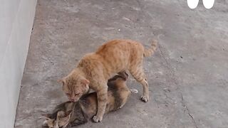 Very sweet cats complation | cats videos | dogs funny | cat vs dog | funny videos