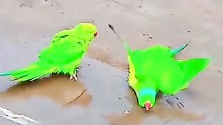 parrot cute video shorts.