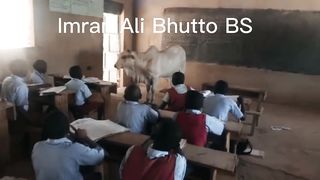 Cow Teaching