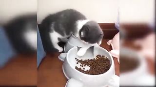 Baby Cats Cute and_Funny Cat Videos Compilation Aww Animals.
