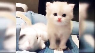 Baby Cats Cute and_Funny Cat Videos Compilation Aww Animals.