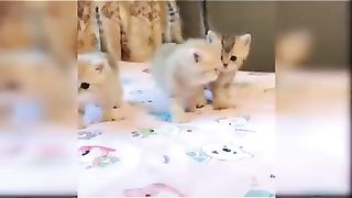Cute kitten funny video-anak kucing meong meong.