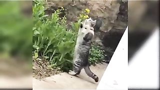 Dancing_cats.