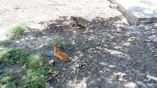 2 cute funny cats