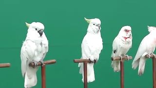 CALOPSITA_FALANDO_CADÊ_O_BEBE_ACHOU!_MUITO_FOFA.
