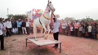 Dancing horse