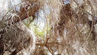 Beautiful nature tree with bird noises