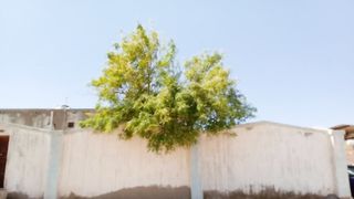 Fabulous house decoration tree