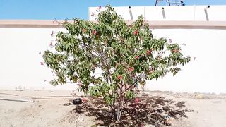 Lovely pink flower tree