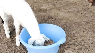 Cute animal