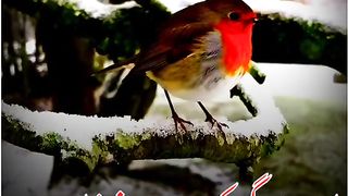 سٹیٹس video