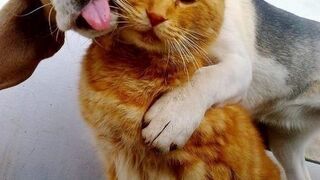 Sigma Girl's Dog