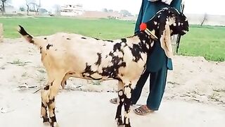 Beutifull female Betal Goats