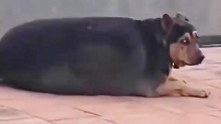 Collection of Cute Videos PART 10